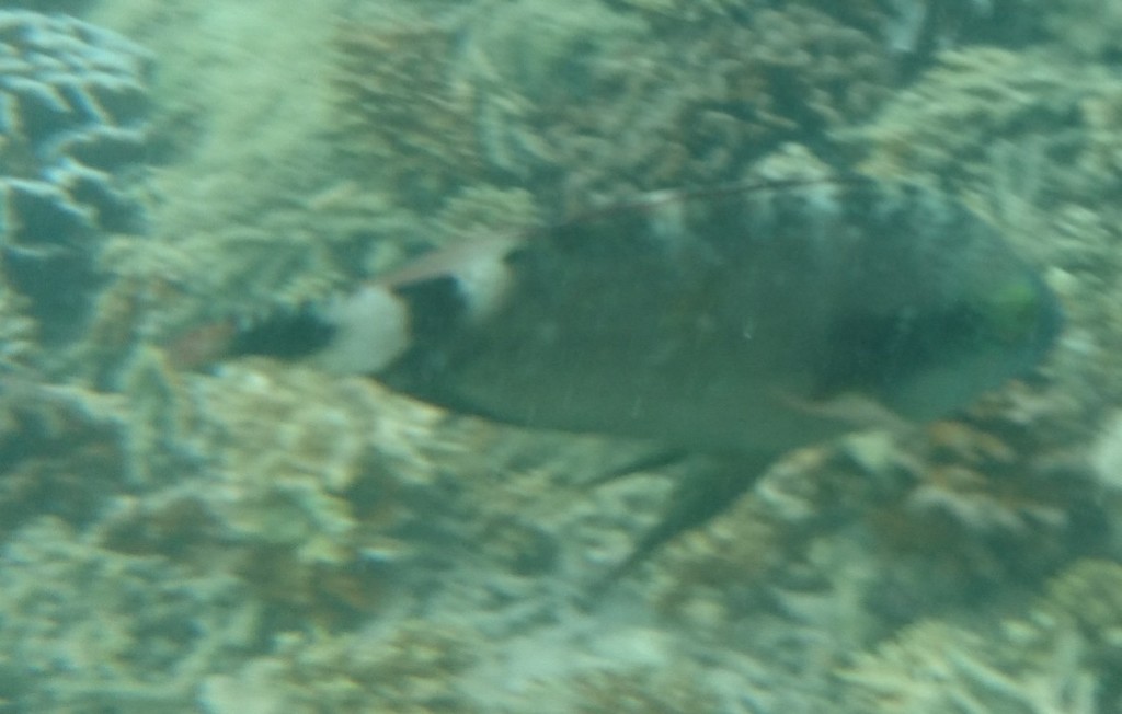 Floral wrasse