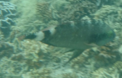 Floral Maori Wrasse (Cheilinus chlorourus)