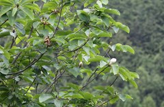 Magnolia obovata