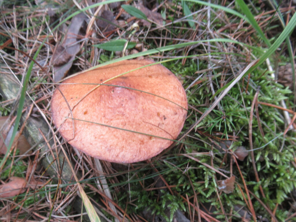 Suillus granulatus · August 2025 · photo: © smsergey (iNaturalist, cc-by-nc)