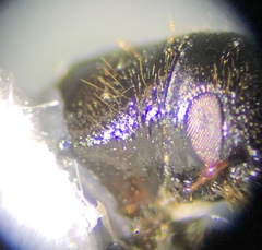Dendroctonus mesoamericanus