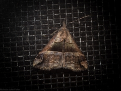 Hypena gonospilalis