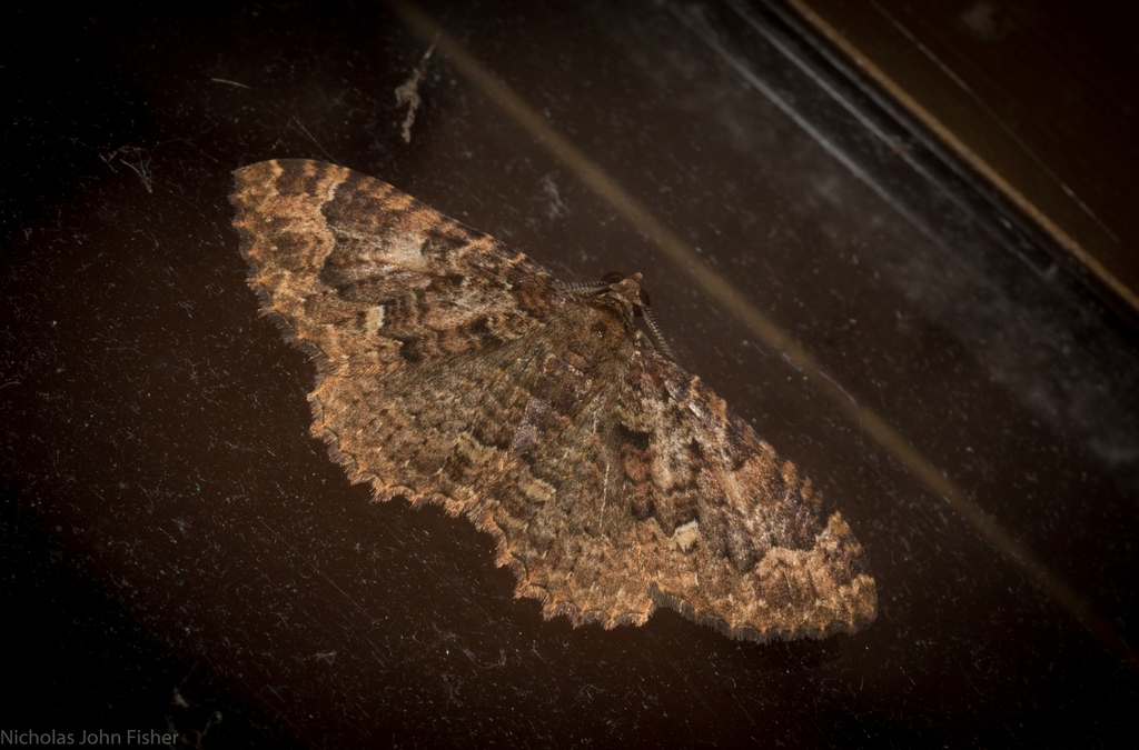 Visiana incertata
