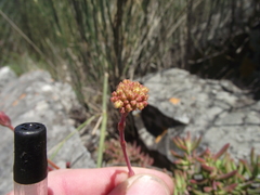 Crassula mollis