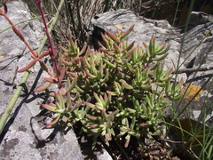 Crassula mollis