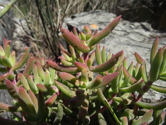 Crassula mollis