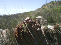 Euphorbia polygona