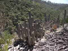 Euphorbia polygona