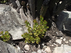Cotyledon woodii