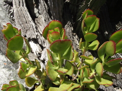 Cotyledon woodii