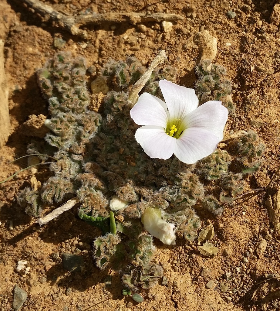 Curlyleaf Sorrel