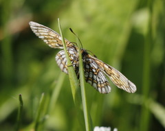 Melitaea menetriesi