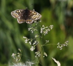 Melitaea menetriesi