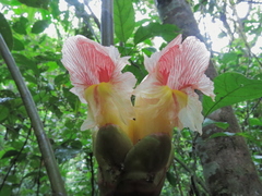 Costus guanaiensis