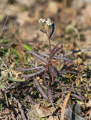 Achillea ptarmicoides