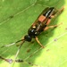 Ichneumon lotatorius - Photo (c) marcelfinlay, some rights reserved (CC BY-NC), uploaded by marcelfinlay