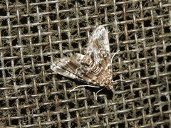 Elophila difflualis