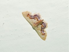 Idaea gemmaria