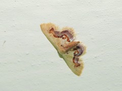 Idaea gemmaria