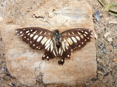 Graphium chironides