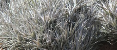 Tillandsia albida