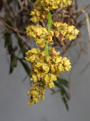 Trichocentrum pumilum