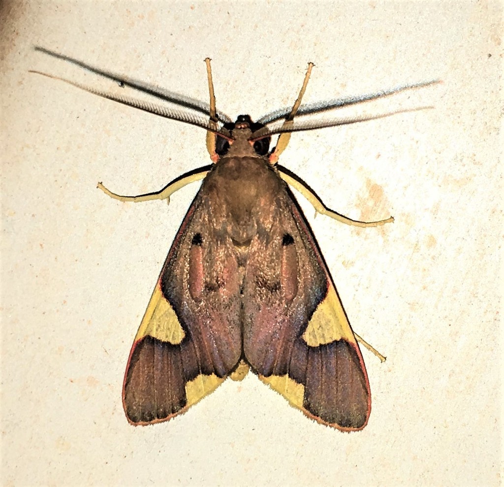 Trichromia cotes