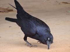 Corvus bennetti