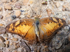 Vagrans sinha