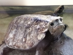 Mauremys japonica