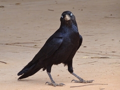Corvus bennetti