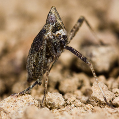 Orgerius