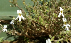 Jamesbrittenia tysonii