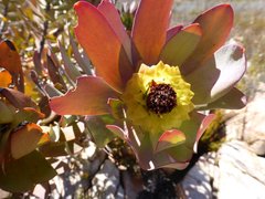 Leucadendron pubibracteolatum