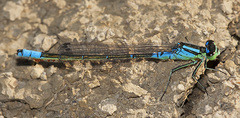 Coenagrion angulatum