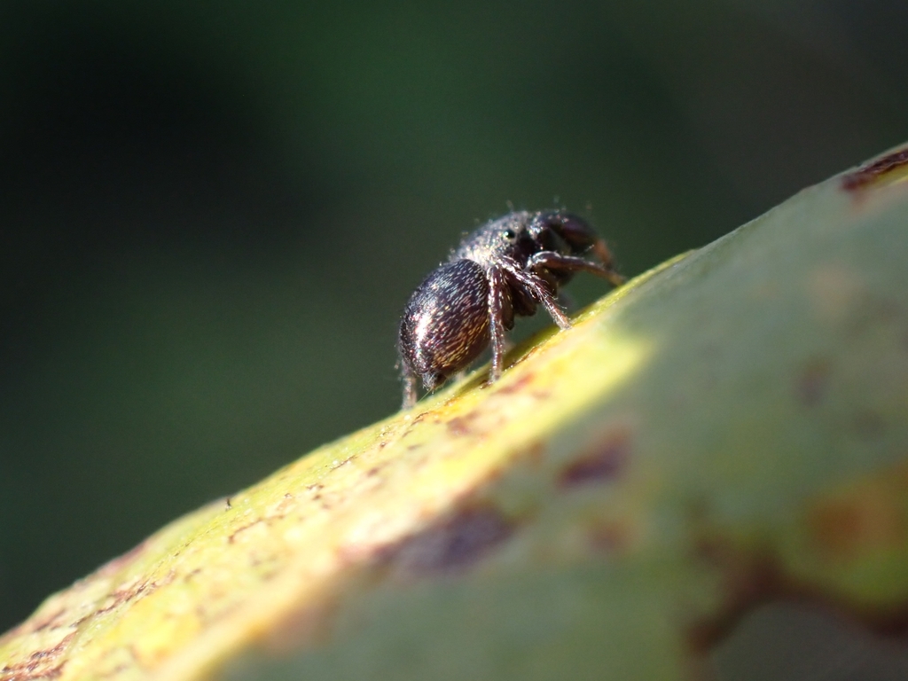 Copper Jumping Spider