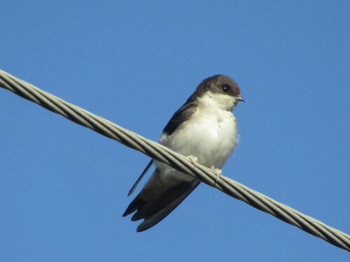 Avión común occidental (Delichon urbicum)