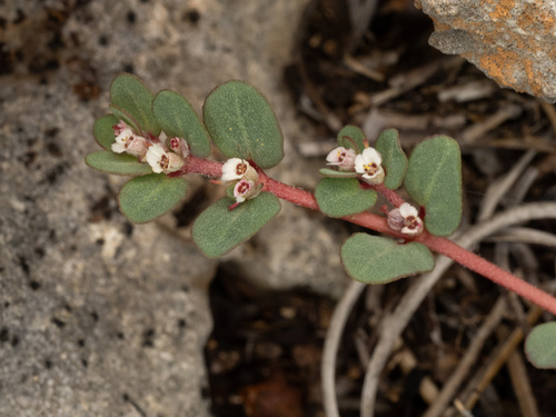 Rocklands Spurge (Euphorbia pergamena)