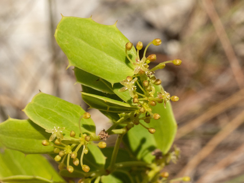 Smilax havanensis (Smilax havanensis)