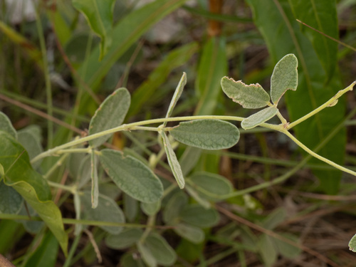 Small-leaf Snoutbean (Rhynchosia parvifolia)