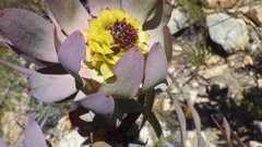 Leucadendron pubibracteolatum
