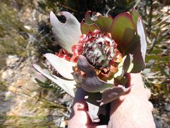 Leucadendron pubibracteolatum