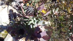 Leucadendron pubibracteolatum