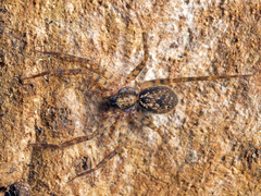 Toxopsoides erici