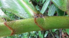 Costus guanaiensis