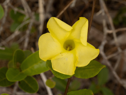 Pentalinon luteum