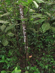 Costus guanaiensis