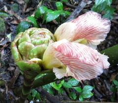 Costus guanaiensis