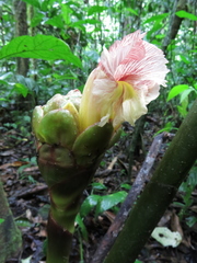Costus guanaiensis