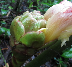 Costus guanaiensis